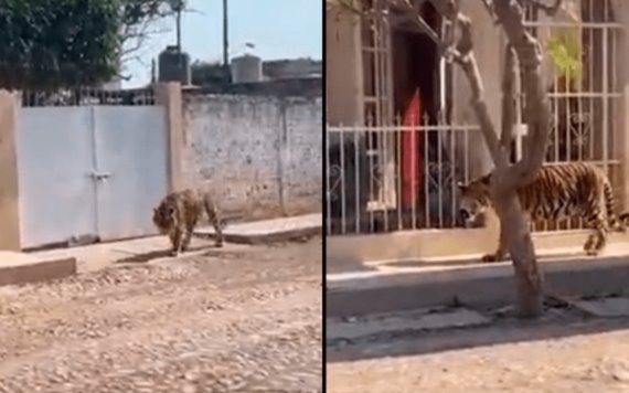 Tigre de bengala camina por calles de Nayarit