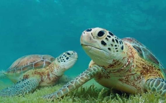 Lo que no sabías de las tortugas marinas