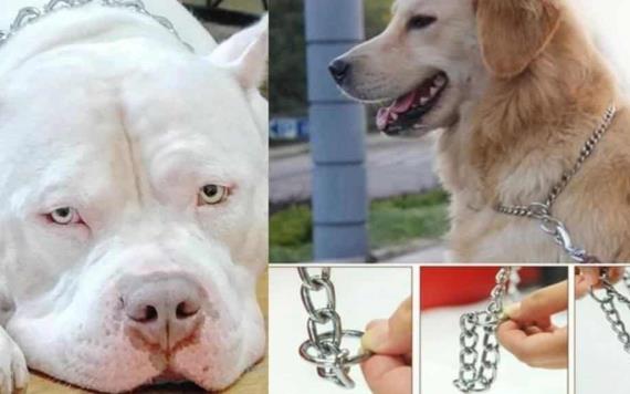En CDMX buscan prohibir la venta y uso de collares de castigo para perros