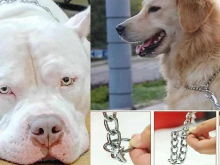 En CDMX buscan prohibir la venta y uso de collares de castigo para perros En CDMX buscan prohibir la venta y uso de collares de castigo para perros