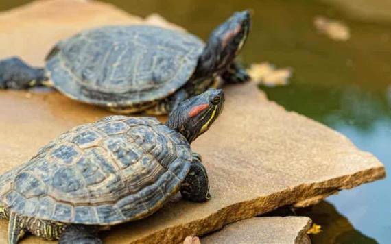 ¿Por qué las tortugas viven tanto? La ciencia revela algunos secretos