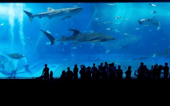 El acuario más grande de Latinoamérica pronto abrirá sus puertas