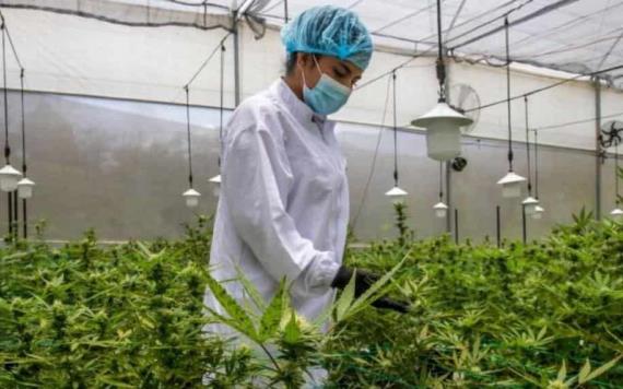 Obtienen permiso para cultivar legalmente cannabis en el estado