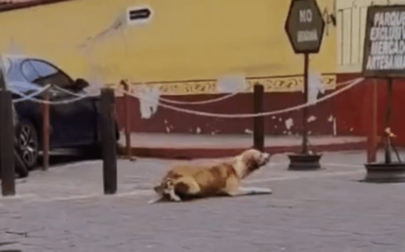 Perrito finge no poder caminar para recibir comida en Guatemala