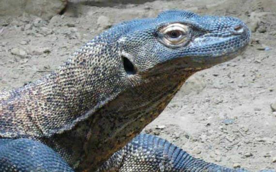 Zoológico de Indonesia cría decenas de dragones de Komodo para salvar la especie