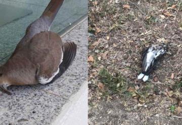 Alertan presencia de aves muertas en diversos puntos de Monterrey