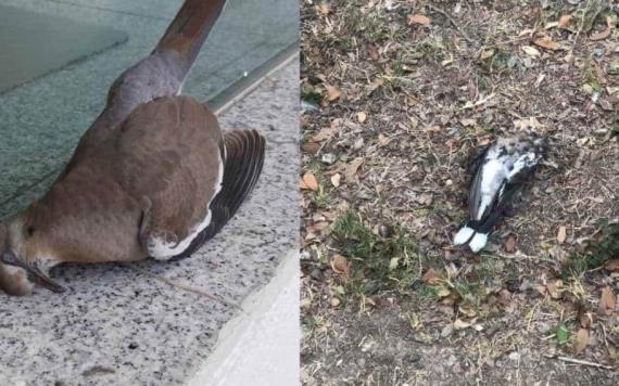 Alertan presencia de aves muertas en diversos puntos de Monterrey