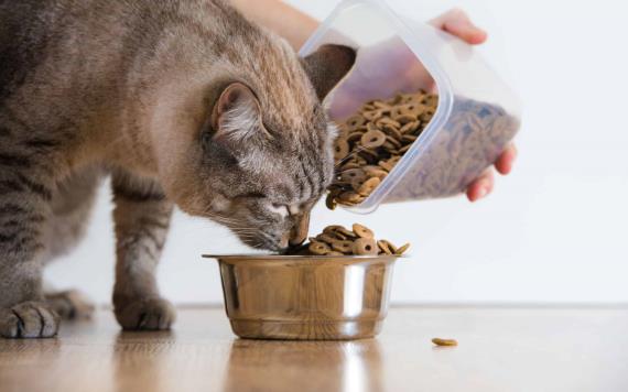 Profeco advierte sobre 14 productos de comida para gato, no contienen lo que prometen