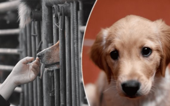 Rescatan a 400 perros de un camión en China