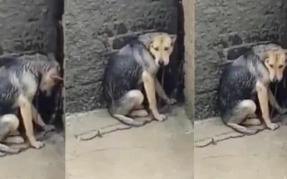 Denuncian maltrato animal en Tlalnepantla; abandonan a perrita en una azotea bajo la lluvia