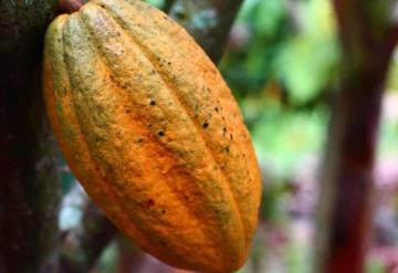 Día Mundial del Cacao: Datos curiosos del alimento de los dioses
