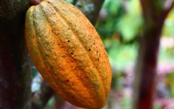 Día Mundial del Cacao: Datos curiosos del alimento de los dioses