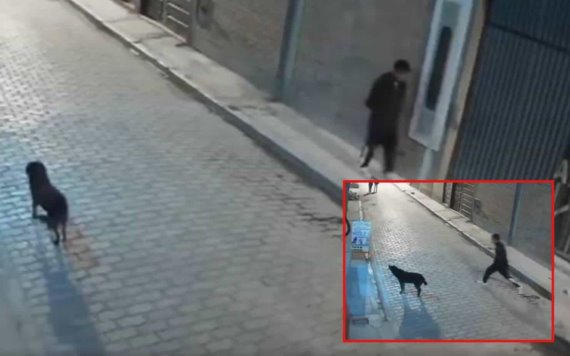 Hombre intenta patear a un perro y se cae al suelo