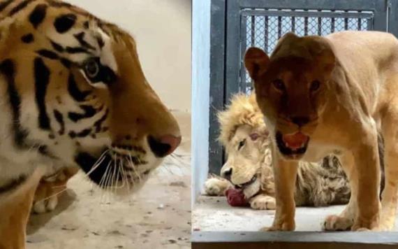 Llegan al Zoológico de Chapultepec cuatro felinos rescatados de refugio Black Jaguar