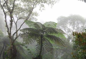 Onda tropical No. 11 generará probabilidades de lluvias moderadas