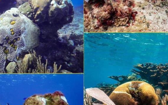 Grave enfermedad ataca a los corales del Caribe mexicano