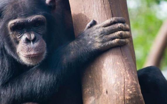 Día Mundial del Chimpancé: ¿por qué se celebra hoy y cuáles son los peligros que enfrentan?