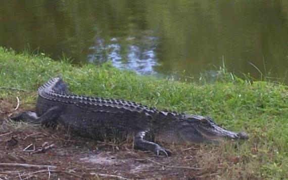 Mujer muere en Florida tras caer en estanque de caimanes