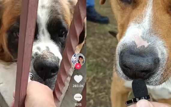 TikToker entrevista a perritos en la calle y videos se hacen virales