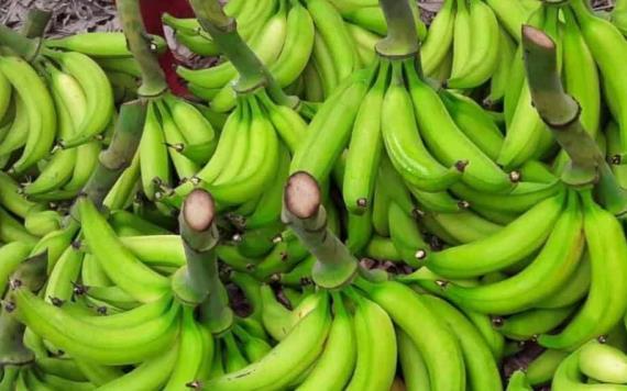 Cártel de Sinaloa traficaba droga en cargamentos de plátano, papa y aguacate