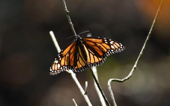 Mariposa monarca entra a la lista de animales en peligro de extinción