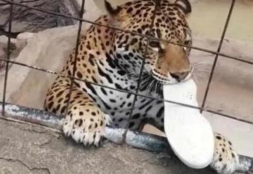 Video: Niño salta barra de seguridad de un Zoológico en Guanajuato y es atacado por un jaguar