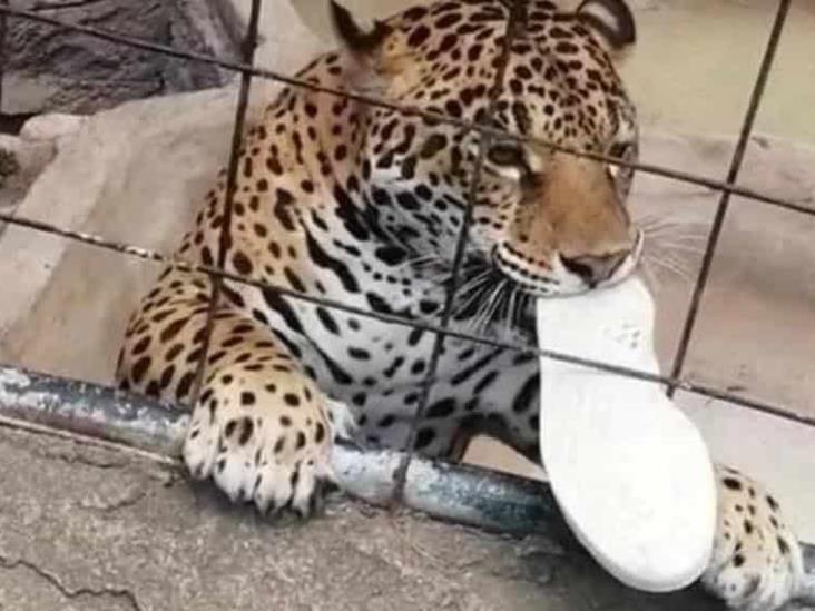 Video: Niño salta barra de seguridad de un Zoológico en Guanajuato y es atacado por un jaguar Video: Niño salta barra de seguridad de un Zoológico en Guanajuato y es atacado por un jaguar