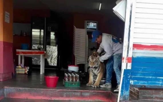 Captan a tigre deambulando por las calles de Hidalgo