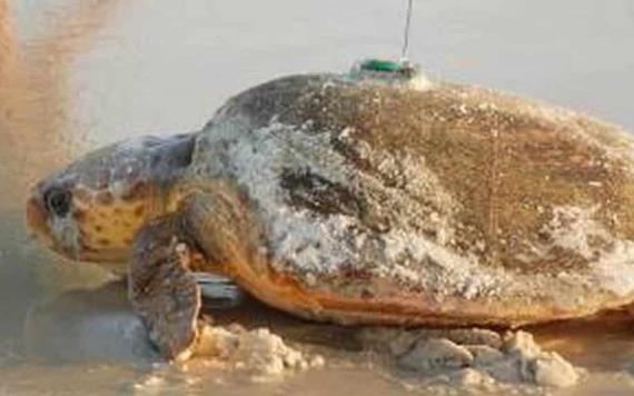 Tortuga marina sobrevive con maniobras de reanimación 
