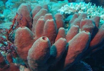 Biólogo mexicano descubre que las esponjas marinas podrían combatir desde alzheimer hasta el Covid-19