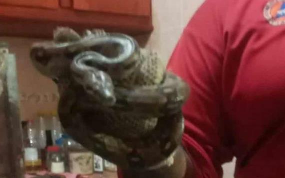 Atrapan serpiente en vivienda de Tacotalpa