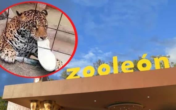 Jaguar ataca a adolescente en zoológico de Guadalajara