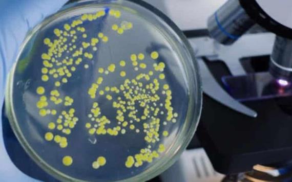 EU en alerta por detección de bacteria que causa melioidosis