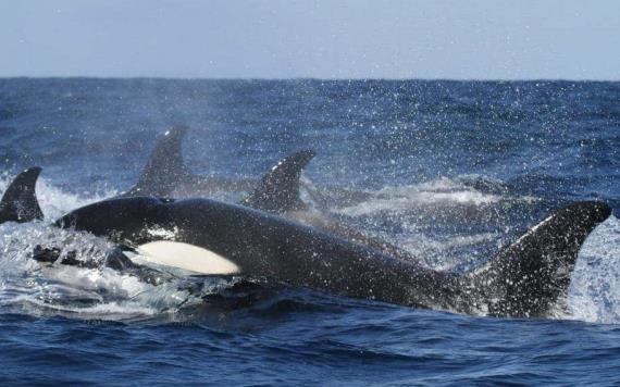 Orcas hunden velero en Portugal; Marina rescató a 5 personas