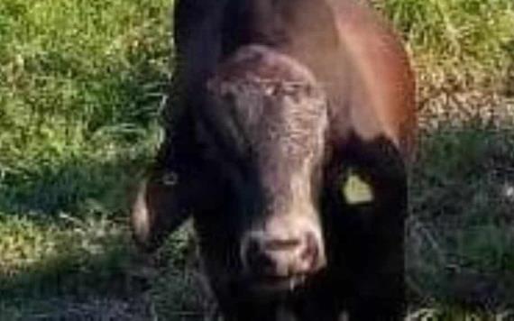 Perdido se encuentra un toro en ejido Amatitan