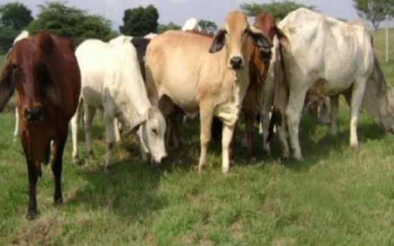 Campesino pide justicia al fiscal del estado, contra abigeos imparable robo de ganado