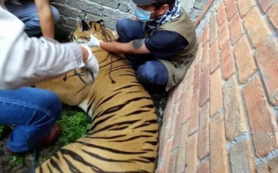 Encuentran a tigre baleado en Michoacán durante investigación de un homicidio
