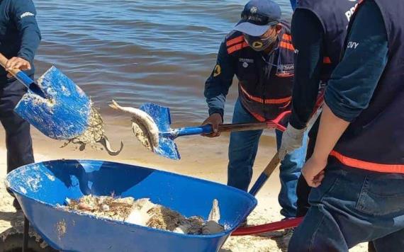 Marea roja en costa de Yucatán mata a miles de peces
