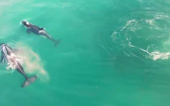 Video: Orcas tiñen el mar de rojo: comieron hígado a un tiburón blanco para devorarlo