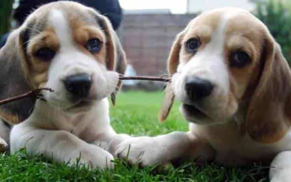 Rescatan más de 4 mil perritos beagle que eran usados en experimentos farmacológicos