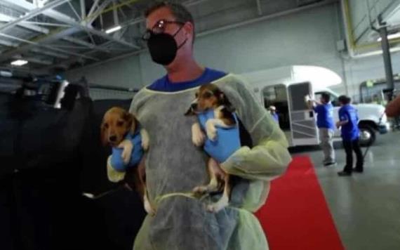 Rescatan a 4 mil perritos beagles que iban a utilizarse en experimentos 