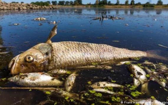 Video: Hallan miles de peces muertos en río entre Alemania y Polonia