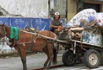 Rescatan caballo maltratado en Ecatepec; lo utilizaban para recolección de basura