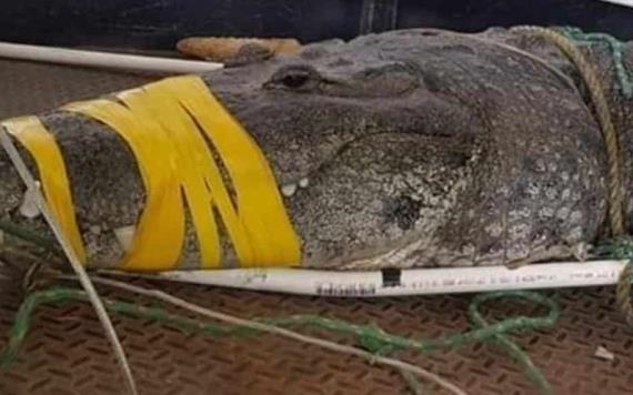 Profepa descarta sacrificar cocodrilo acusado de morder a hombre en Tampico