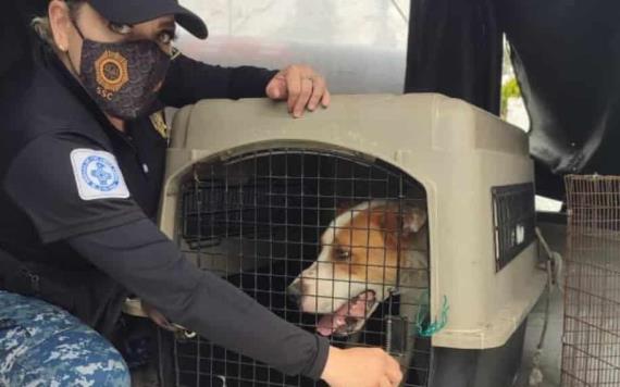 Rescatan perrito que vivía amarrado en una azotea bajo la lluvia y granizo en CDMX