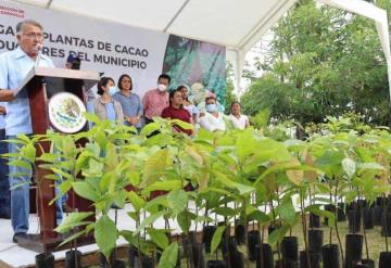 Entrega gobierno de Comalcalco 30 mil plantas de cacao a productores del municipio