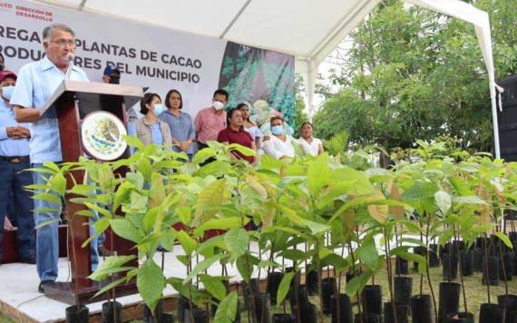 Entrega gobierno de Comalcalco 30 mil plantas de cacao a productores del municipio
