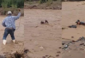 Vaqueros "lazan" a hombre y lo salvan de ser arrastrado por una corriente