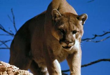 Muere puma que fue baleado por un policía en California