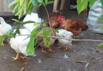 Familias optan por la economía de traspatio ante la alza del kilo del pollo